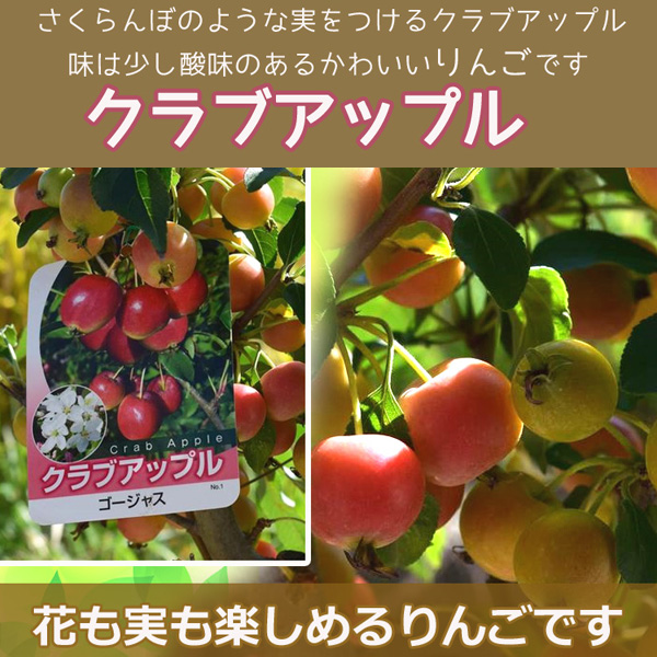姫リンゴ鉢植え リンゴ鉢植え 9月から11月は 実がついた状態ですの通販はau Pay マーケット こぼんさい Au Pay マーケット店