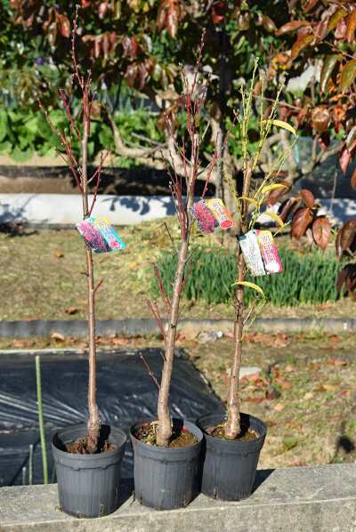 年開花苗 照手紅 照手桃 白 ハナモモ ３本セット プラ鉢 シンボルツリー 記念樹 狭いスペース ほうき立ち性 濃いピンク色 ピの通販はau Pay マーケット こぼんさい Au Pay マーケット店