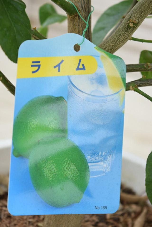 ライム 果樹 インテリアグリーン 鉢植え 庭木 常緑樹 観葉植物 柑橘系 料理 カクテルの通販はau Pay マーケット こぼんさい Au Pay マーケット店