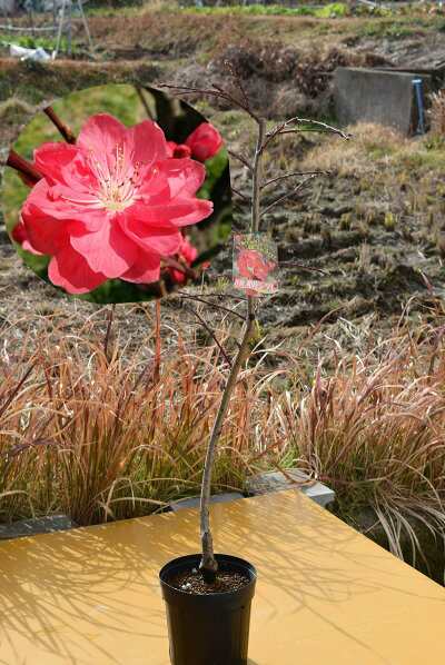 相模枝垂れ桃 庭木 ハナモモ 紅色 八重咲き 落葉樹 枝垂れ桃 ひな祭り シンボルツリー 記念樹の通販はau Pay マーケット こぼんさい Au Pay マーケット店