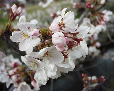 植樹に2023年4月に開花苗【染井吉野桜】ソメイヨシノ桜苗 さくら 桜を