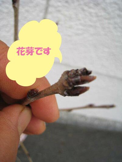 植樹に21年4月に開花苗 染井吉野桜 ソメイヨシノ桜苗 さくら 桜を記念の植樹 桜の苗 染井吉野が桜ではダントツの人気の桜 シンの通販はau Pay マーケット こぼんさい Au Pay マーケット店