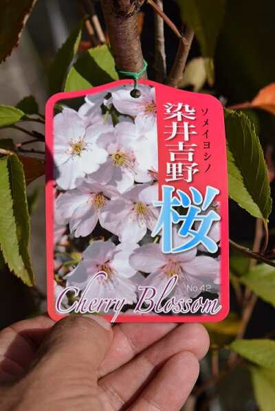 植樹に21年4月に開花苗 染井吉野桜 ソメイヨシノ桜苗 さくら 桜を記念の植樹 桜の苗 染井吉野が桜ではダントツの人気の桜 シンの通販はau Pay マーケット こぼんさい Au Pay マーケット店