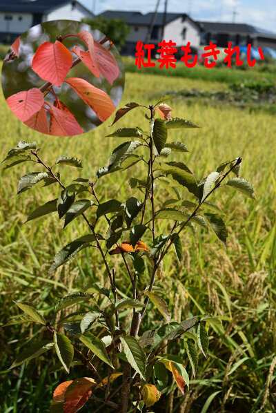 植樹に2023年4月に開花苗【染井吉野桜】ソメイヨシノ桜苗 さくら 桜を