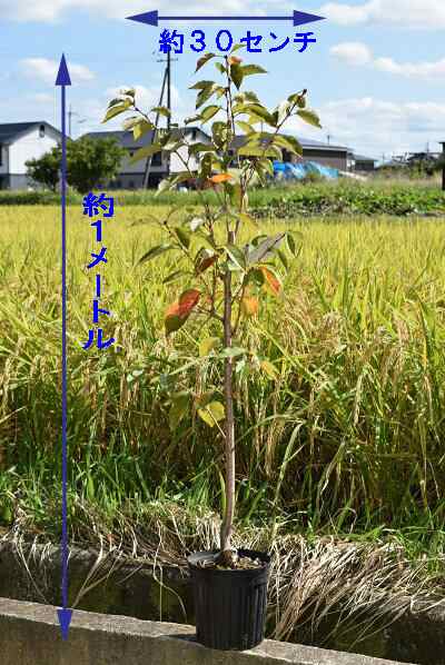 植樹に21年4月に開花苗 染井吉野桜 ソメイヨシノ桜苗 さくら 桜を記念の植樹 桜の苗 染井吉野が桜ではダントツの人気の桜 シンの通販はau Pay マーケット こぼんさい Au Pay マーケット店