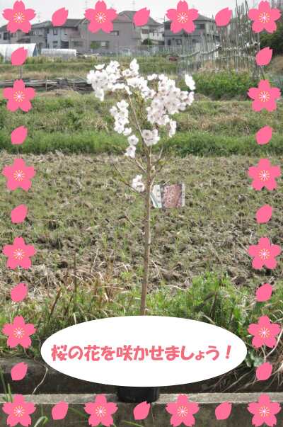 植樹に2023年4月に開花苗【染井吉野桜】ソメイヨシノ桜苗 さくら 桜を