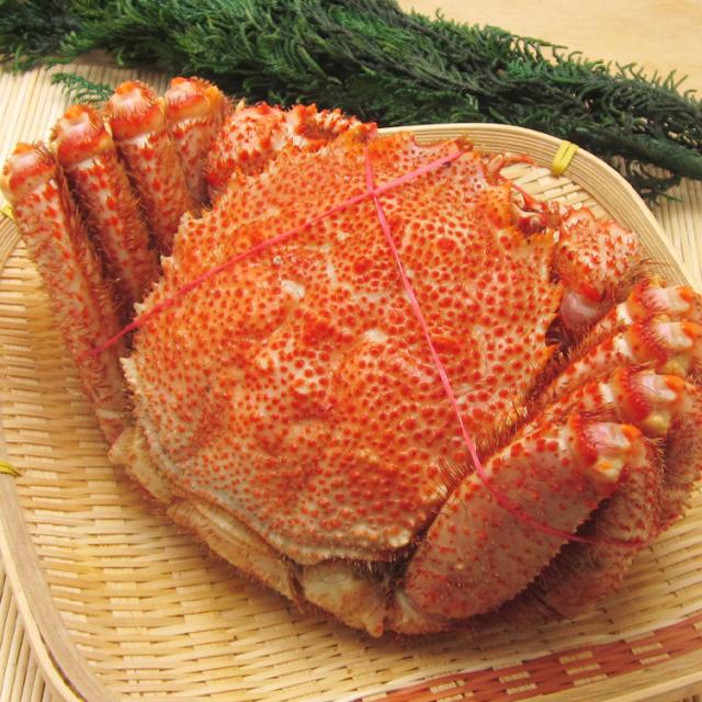 北海道産 幻の巨大毛ガニ1尾約1kg 送料無料 毛蟹 贈り物 姿 ギフト プレゼント 丸ごと かに カニ 蟹 けがに ギフト プレゼント 食品 グルメ 海鮮 ギフト プレゼント 母の日_9
