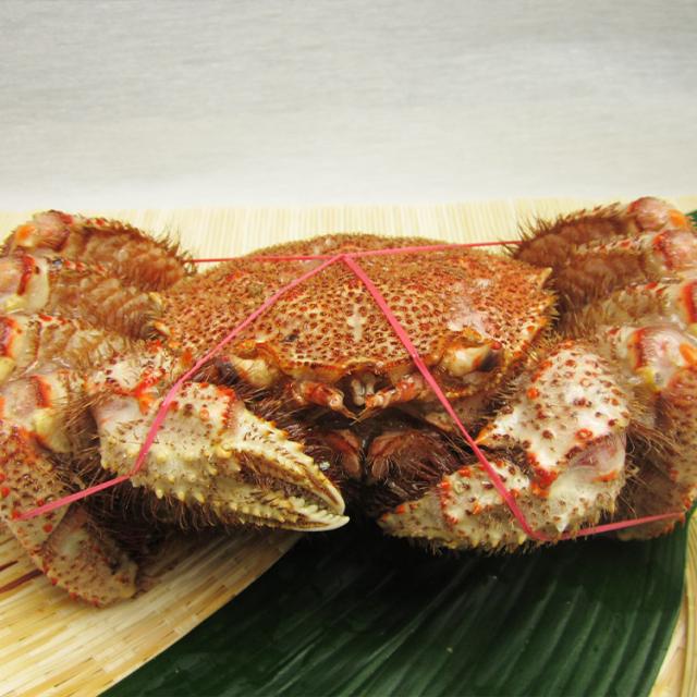 北海道産 幻の巨大毛ガニ1尾約1kg 送料無料 毛蟹 贈り物 姿 ギフト プレゼント 丸ごと かに カニ 蟹 けがに ギフト プレゼント 食品 グルメ 海鮮 ギフト プレゼント 母の日_11