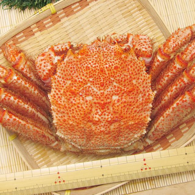 北海道産 幻の巨大毛ガニ1尾約1kg 送料無料 毛蟹 贈り物 姿 ギフト プレゼント 丸ごと かに カニ 蟹 けがに ギフト プレゼント 食品 グルメ 海鮮 ギフト プレゼント 母の日_12