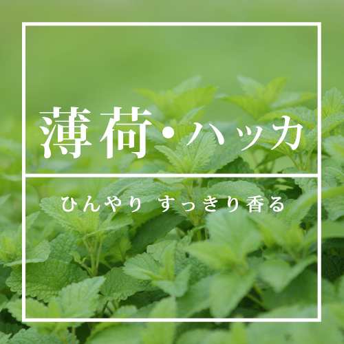 ハッカ精油 ハッカ 10ml 薄荷 精油 ハッカ油 はっか ミント アロマオイル 虫除け 虫よけ メール便可の通販はau Pay マーケット アロマオイル格安通販ease Aroma Shop