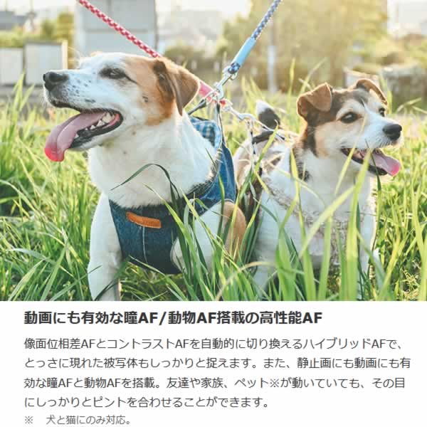 Nikon ニコン ミラーレス 一眼デジタルカメラ Z fc ボディ_4