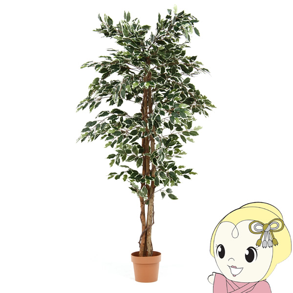 観葉植物 おしゃれ お手入れ不要 不二貿易 フィカス 1124 B FUJI-52664の通販は 15,800円