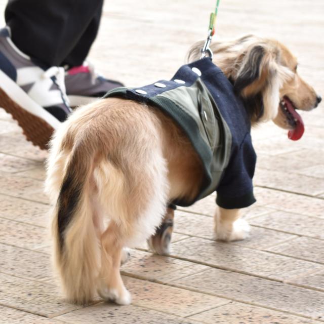 送料無料 ドッグウェア ブルゾン MA-1 犬服 小型犬 散歩着 チワワ トイプードル ダックス ペットウェア 可愛い デニム ベージュ ブルー カーキ ネイビー 抜け毛対策 汚れ防止 ブランド meagratia メアグラーティア 2024の通販は 送料無料 ドッグウェア ブルゾン MA-1 犬服 小型犬 散歩着 チワワ トイプードル ダックス ペットウェア 可愛い デニム ベージュ ブルー カーキ ネイビー 抜け毛対策 汚れ防止 ブランド meagratia メアグラーティア 2024の通販は