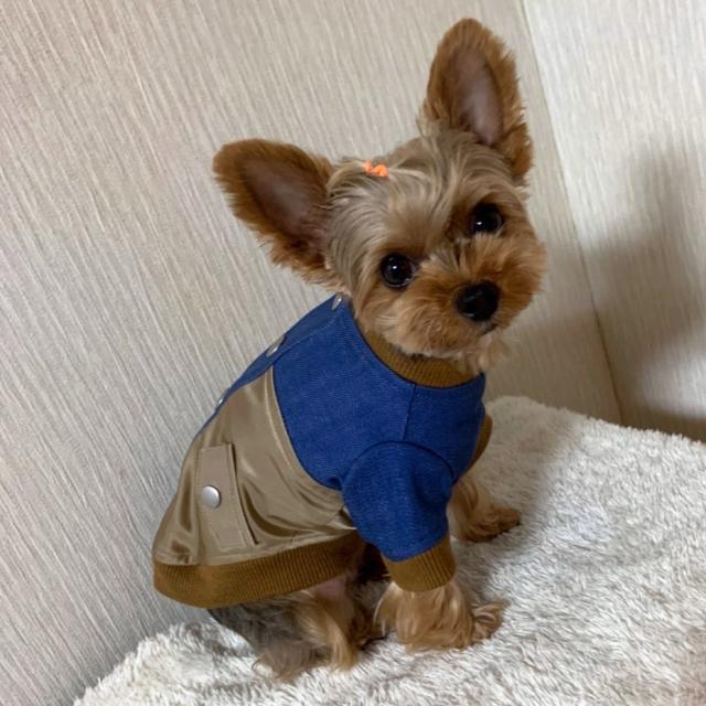 送料無料 ドッグウェア ブルゾン MA-1 犬服 小型犬 散歩着 チワワ トイプードル ダックス ペットウェア 可愛い デニム ベージュ ブルー カーキ ネイビー 抜け毛対策 汚れ防止 ブランド meagratia メアグラーティア 2024の通販は 送料無料 ドッグウェア ブルゾン MA-1 犬服 小型犬 散歩着 チワワ トイプードル ダックス ペットウェア 可愛い デニム ベージュ ブルー カーキ ネイビー 抜け毛対策 汚れ防止 ブランド meagratia メアグラーティア 2024の通販は