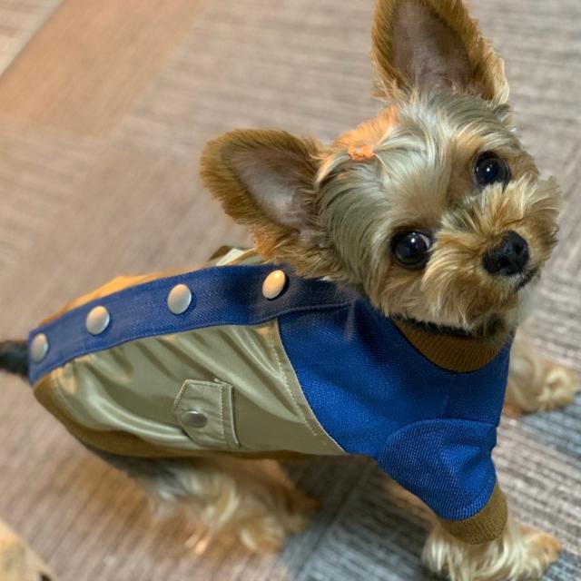 送料無料 ドッグウェア ブルゾン MA-1 犬服 小型犬 散歩着 チワワ トイプードル ダックス ペットウェア 可愛い デニム ベージュ ブルー カーキ ネイビー 抜け毛対策 汚れ防止 ブランド meagratia メアグラーティア 2024の通販は 送料無料 ドッグウェア ブルゾン MA-1 犬服 小型犬 散歩着 チワワ トイプードル ダックス ペットウェア 可愛い デニム ベージュ ブルー カーキ ネイビー 抜け毛対策 汚れ防止 ブランド meagratia メアグラーティア 2024の通販は