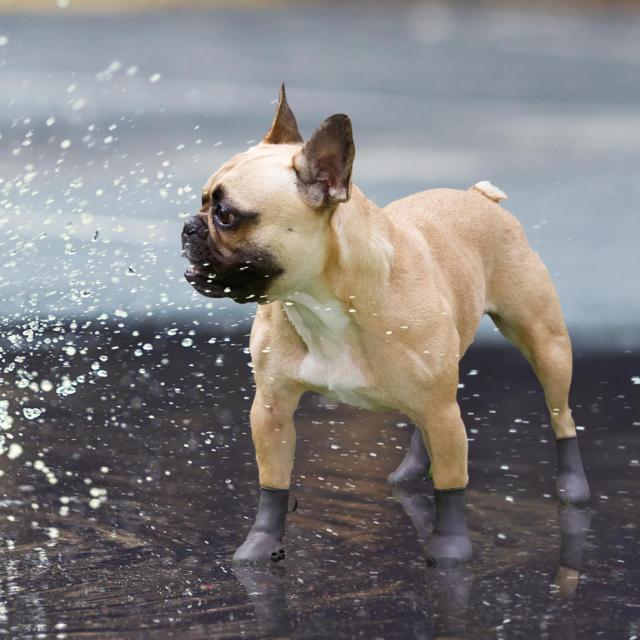 犬 靴 脱げない 履かせやすい 小型 散歩 パウテクト PAWTECT 防水 犬靴