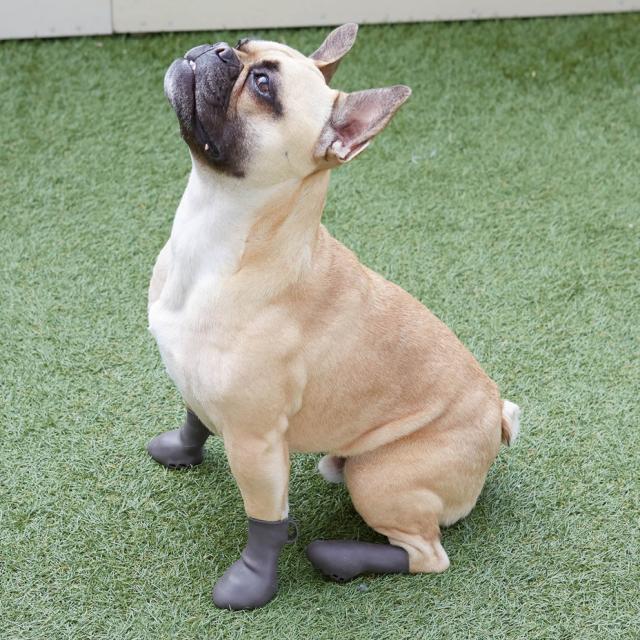 ペット用　靴　 楽天市場】送料無料 【メッシュドッグシューズ】犬 靴 脱げない 履かせ
