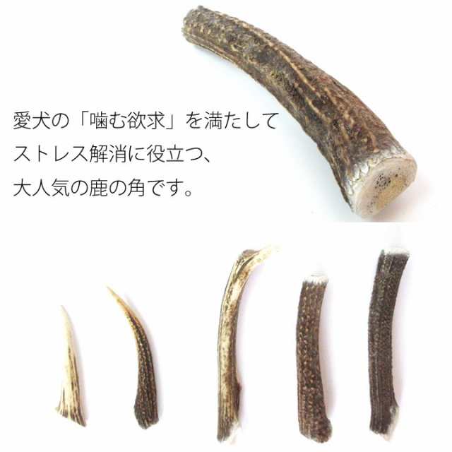 鹿の角 犬のおもちゃ Xlサイズ 北海道 鹿角 犬のおやつ 犬 おもちゃ 犬用 噛む 歯磨き おやつ ドッグガム デンタルケア デンタル効果 蝦の通販はau Pay マーケット はっぴーdog Au Pay マーケット店