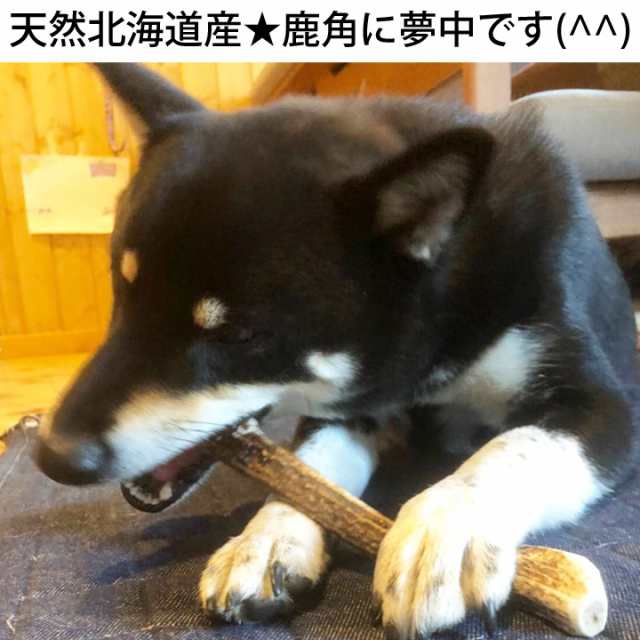 鹿の角 犬のおもちゃ Lサイズ 北海道 鹿角 犬のおやつ 犬 おもちゃ 犬用 噛む 歯磨き おやつ ドッグガム デンタルケア デンタル効果 蝦夷の通販はau Pay マーケット はっぴーdog Au Pay マーケット店