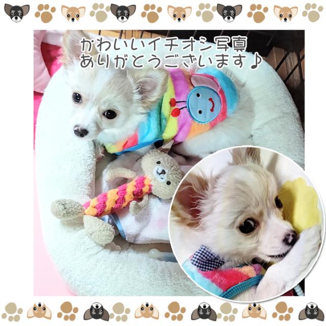 ドッグウェア 犬の服 ペット用品 可愛い 犬 服 犬服 タンクトップ カラフル 犬の服ダックスの通販はau Pay マーケット はっぴーdog Au Pay マーケット店