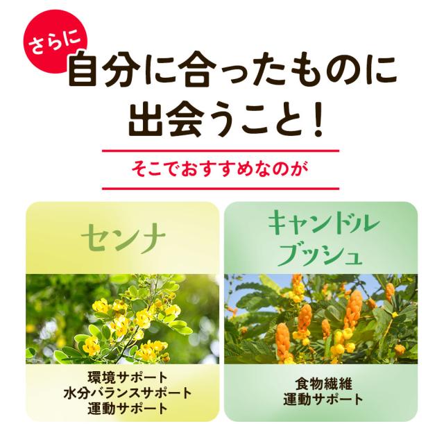センナ茎&キャンドルブッシュ（6個セット・約6ヶ月分） すっきり どっさり 還元麦芽糖 健康 酸化マグネシウム サプリ おすすめ 美容 ダイエット _JH _JD _1K ポイント消化 26006_5