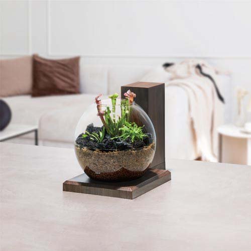 グラスアクア PERCO B-Dark Wood(1セット)[水槽]の通販はau PAY