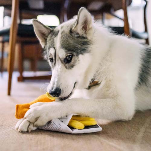 プレイ インターナショナルクラシック フィッシュアンドチップス(2セット)[犬のおもちゃ・しつけ]_10