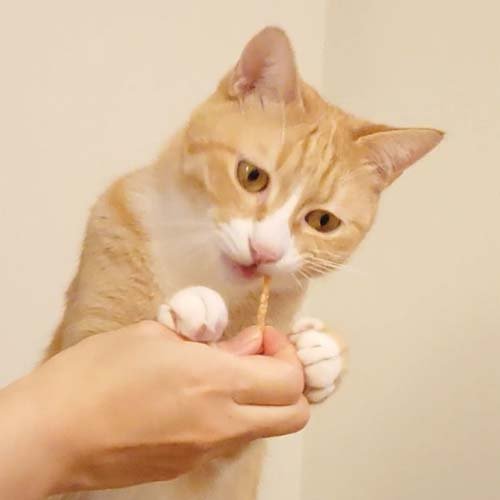 ペティオ プラクト ねこちゃんの 歯みがきデンタルササミ細切り カツオ味(20g*60袋セット)[猫のおやつ・サプリメント]_2