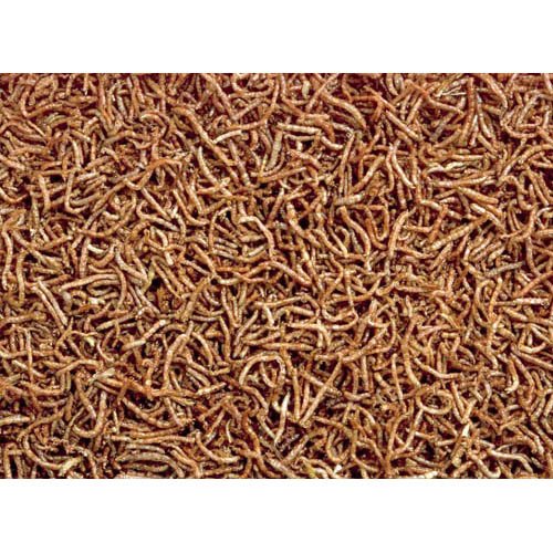 ビタドラアカムシ(12g×18セット)[観賞魚用 餌(エサ)]_1