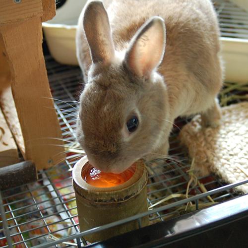 ミニアニマン ウサギのゼリーで毛球ケア イチゴ味 バナナ味 16g 10コ入 24コセット 小動物のフード の通販はau Pay マーケット 爽快ドラッグ