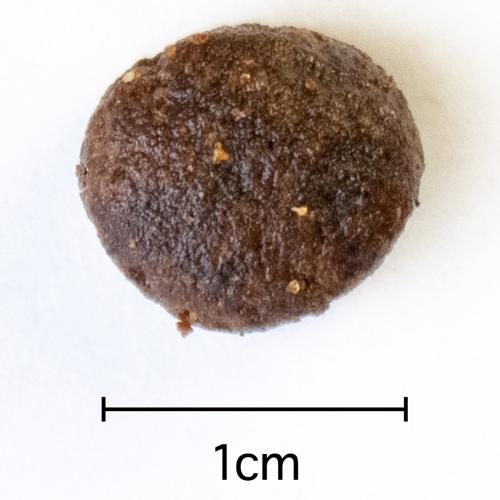 アレヴァホリスティック 犬用ラム＆ベニソン+ヘンプ＆ジンセン(2kg*6袋セット)[ドッグフード(ドライフード)]_4