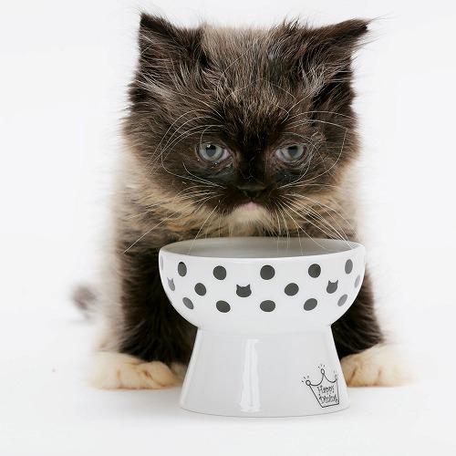 猫壱 おやつ皿 水玉(30セット)[ペットの雑貨・ケアグッズ]_3