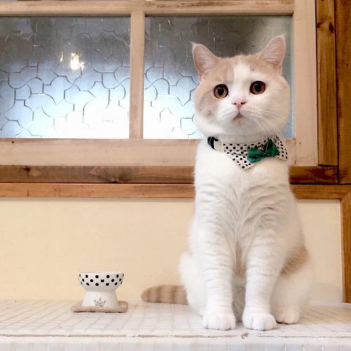 猫壱 おやつ皿 水玉(30セット)[ペットの雑貨・ケアグッズ]_4