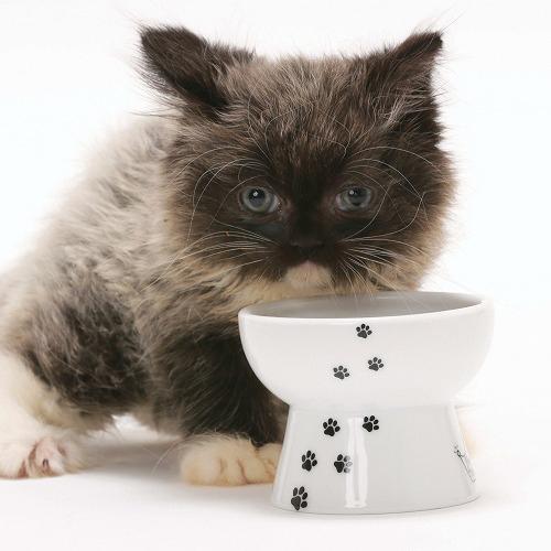 猫壱 おやつ皿 猫柄(30セット)[ペットの雑貨・ケアグッズ]_3