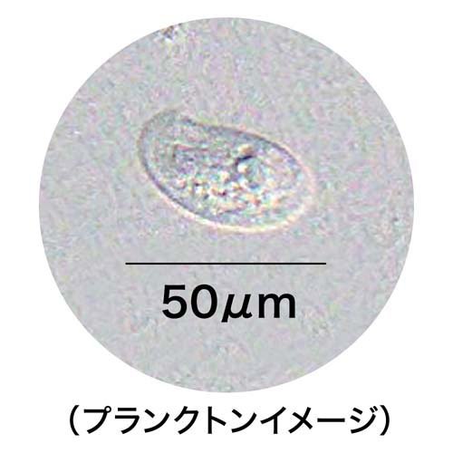 メダカ元気 生きたプランクトンフード(24セット)[観賞魚用 餌(エサ)]_2