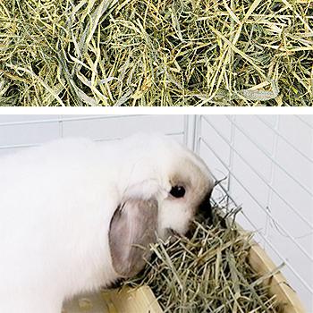 北海道ファーストチモシー600g 牧草 主食 フード エサ 一番刈り 国産 うさぎ モルモット チンチラ デグー プレーリーの通販はau Pay マーケット 小動物専門店ヘヴン