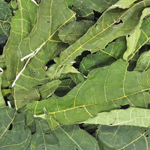 Pro スぺシャリーフ 青パパイヤの葉 g おやつ フード うさぎ モルモット チンチラ デグー Npfの通販はau Pay マーケット 小動物専門店ヘヴン