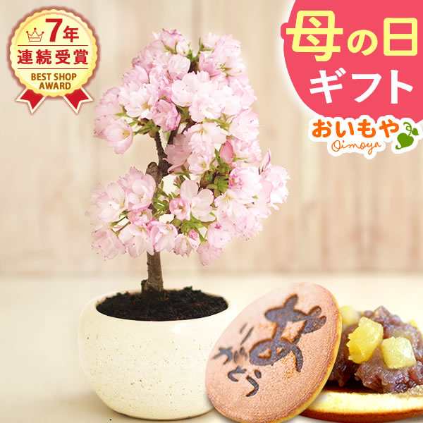 母の日 早割 花とセット ギフト プレゼント 桜 旭山 とどら焼きセット ミニ盆栽 和菓子 花鉢 花とスイーツセット 産直 プレゼントaaの通販はau Pay マーケット おいもや