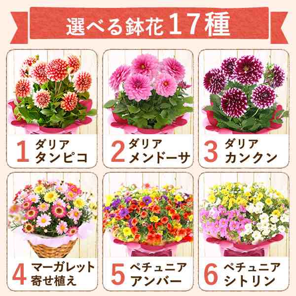 母の日 まだ間に合う 花とセット ギフト プレゼント 花鉢 選べる鉢植え 花とスイーツセット 送料無料 プレゼントaa Flower Dsetの通販はau Pay マーケット おいもや