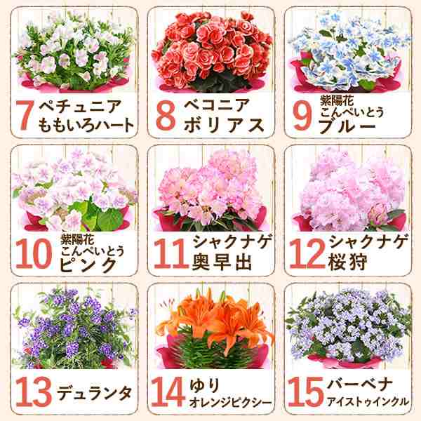 母の日 早割 花とセット ギフト プレゼント 花鉢 選べる鉢植え 花とスイーツセット 送料無料 プレゼントaa Flower Dsetの通販はau Pay マーケット おいもや