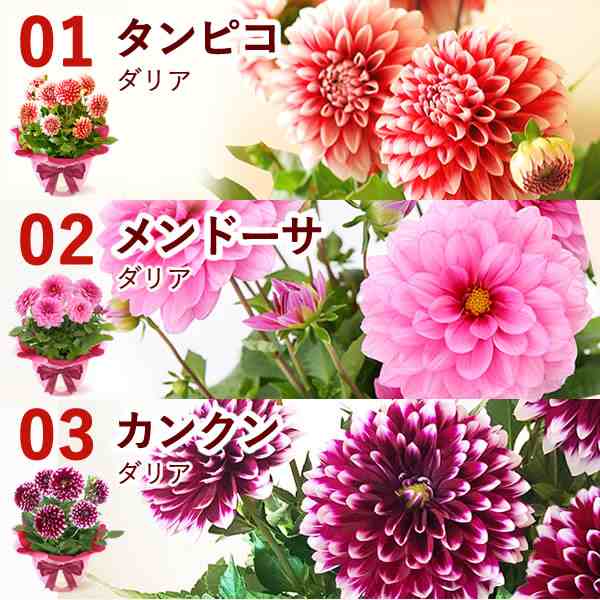 母の日 早割 花とセット 花 ギフト 鉢植え プレゼント 生花 送料無料 花とスイーツセット ベゴニア あじさい ダリア 送料無料 5号鉢 生花の通販はau Pay マーケット おいもや