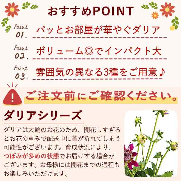 母の日 花とセット 花 ギフト 鉢植え プレゼント 生花 送料無料 花とスイーツセット ベゴニア あじさい ダリア 送料無料 5号鉢 生花 M Otの通販はau Pay マーケット おいもや