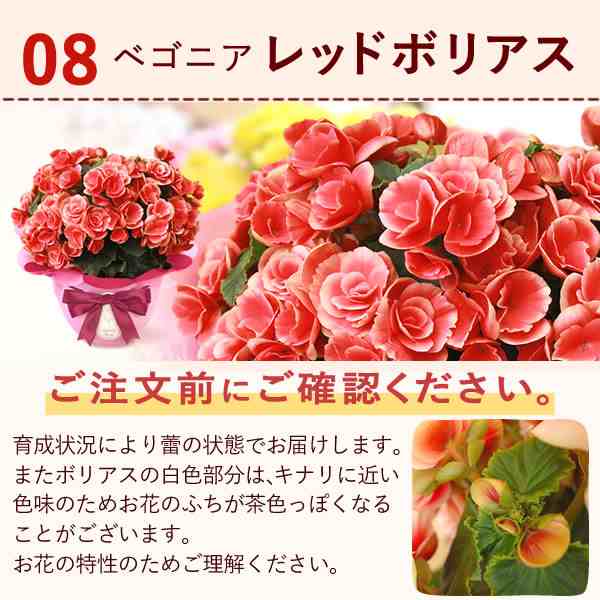 母の日 早割 花とセット 花 ギフト 鉢植え プレゼント 生花 送料無料 花とスイーツセット ベゴニア あじさい ダリア 送料無料 5号鉢 生花の通販はau Pay マーケット おいもや