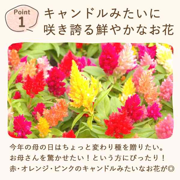 母の日 花とセット 早割 ギフト プレゼント 送料無料 ケイトウ ふわふわお芋シフォンケーキ 5号鉢 花とスイーツセット 母の日 早割 セッの通販はau Pay マーケット おいもや