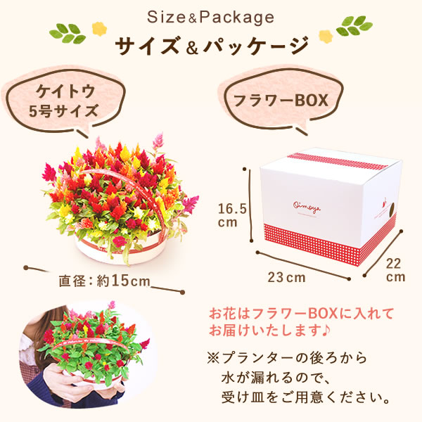 母の日 花とセット 早割 ギフト プレゼント 送料無料 ケイトウ ふわふわお芋シフォンケーキ 5号鉢 花とスイーツセット 母の日 早割 セッの通販はau Pay マーケット おいもや