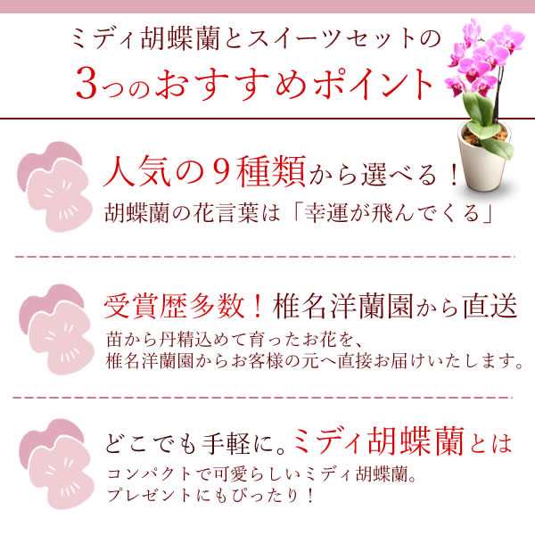 母の日 まだ間に合う 花とセット ギフト プレゼント 送料無料 選べるミディ胡蝶蘭とバウムクーヘン2 5号鉢 花とスイーツセット 産直 の通販はau Pay マーケット おいもや