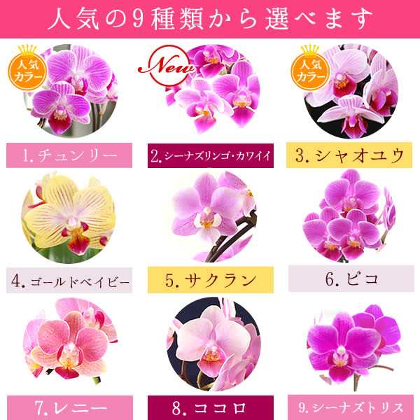 母の日 早割 花とセット プレゼント ギフト 生花 花 花とセット お菓子