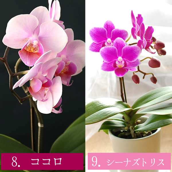 母の日 早割 花とセット プレゼント ギフト 生花 花 花とセット お菓子