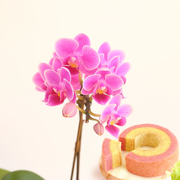 2025 敬老の日 花 生花 お菓子 送料無料 選べる ミディ胡蝶蘭 蘭