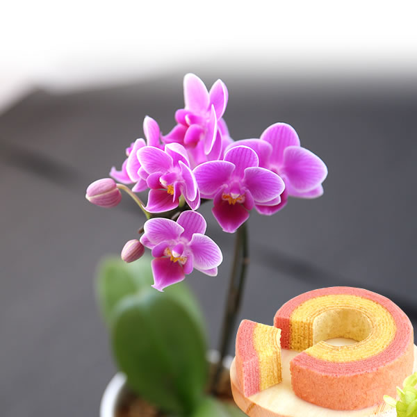 ✨美品☆生花鉢、華道家、価値ある華鉢！ Amazon.co.jp: Facecolor 多肉植物鉢 3号鉢 盆栽鉢 釉掛け